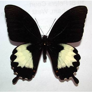 Papilio albinus Model - ตัวอย่างผีเสื้อ