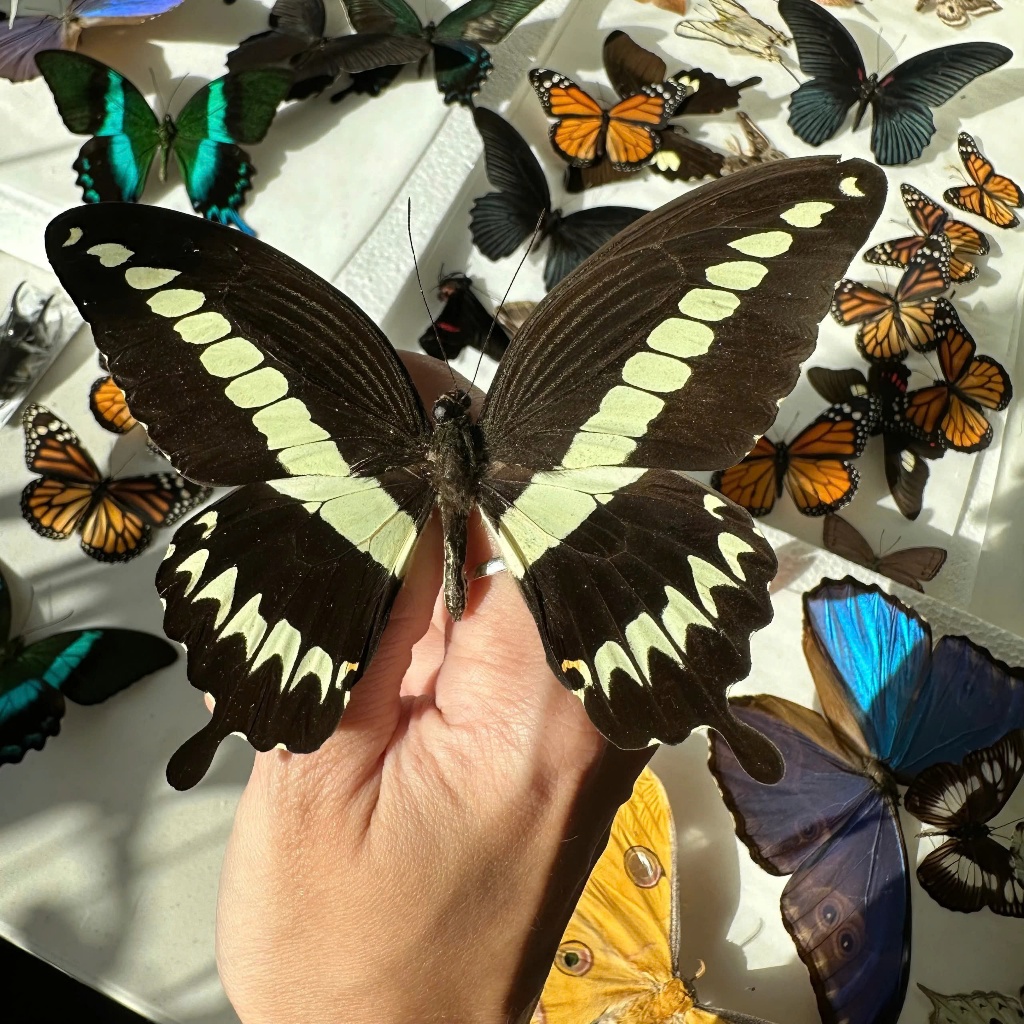 Papilio ggon specimen - สัญลักษณ์ผีเสื้อ