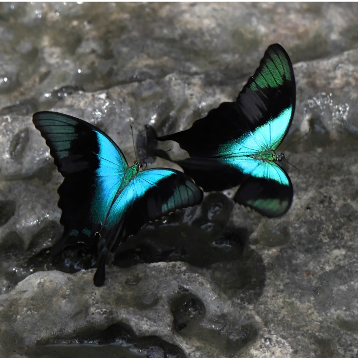 Papilio perantus adamantius - ตัวอย่างผีเสื้อ
