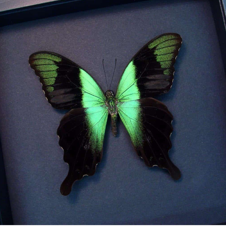 Papilio peranthus adamantius specimen - สเปคผีเสื้อหยาบ