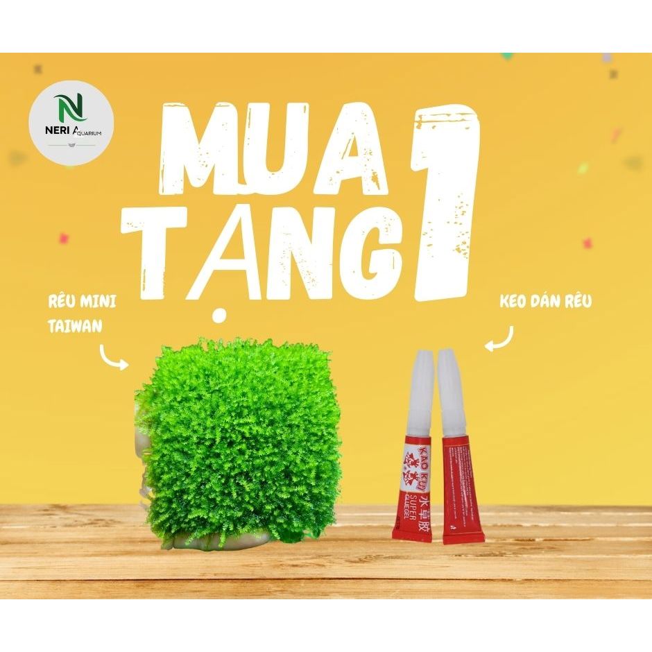 MINI TAIWAN Aquatic Moss ตกแต่ง Driftwood เค้าโครงตู้ปลาสวยมากไม่มี co2