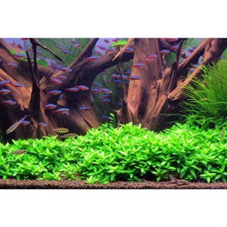 1-SOCK AQUACULTURE - NO CO2 NEEDD.