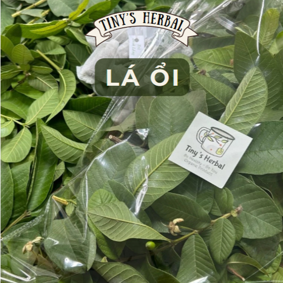 (ORGANIC) FRESH GUAVA LEAVES - Tinys Herbal - ลดน้ําหนัก - ดีท็อกซ์ - โรคเบาหวาน - Cholesterol