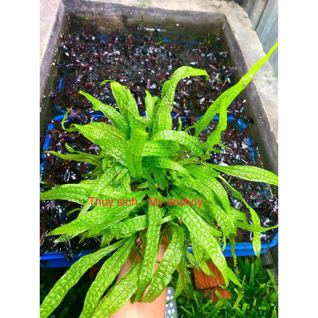 AQUATIC FERN: TRIDENT | ใบไม้เข็ม | ชวา | ใบไม้งีบหลับ | ความงาม | พืชน้ํา Co2-Free