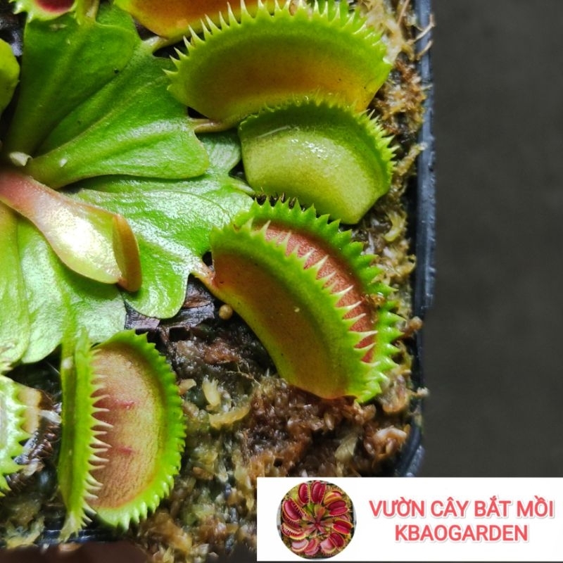 [ DB Code ] Venus flytrap Dentane x Bristle