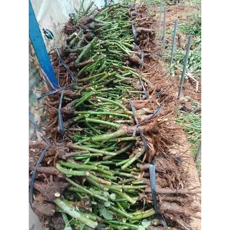 3 ROOTS OF ROSE IN MANY COLORS, SUPER BUDS, ดอกไม้ซุปเปอร์ (ราก, ดิบ 100%)