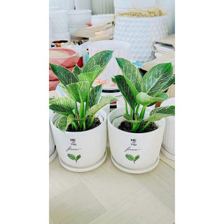 (hạt giống)Trầu bà đế vương kim cương - philodendron Birkin -Jennie