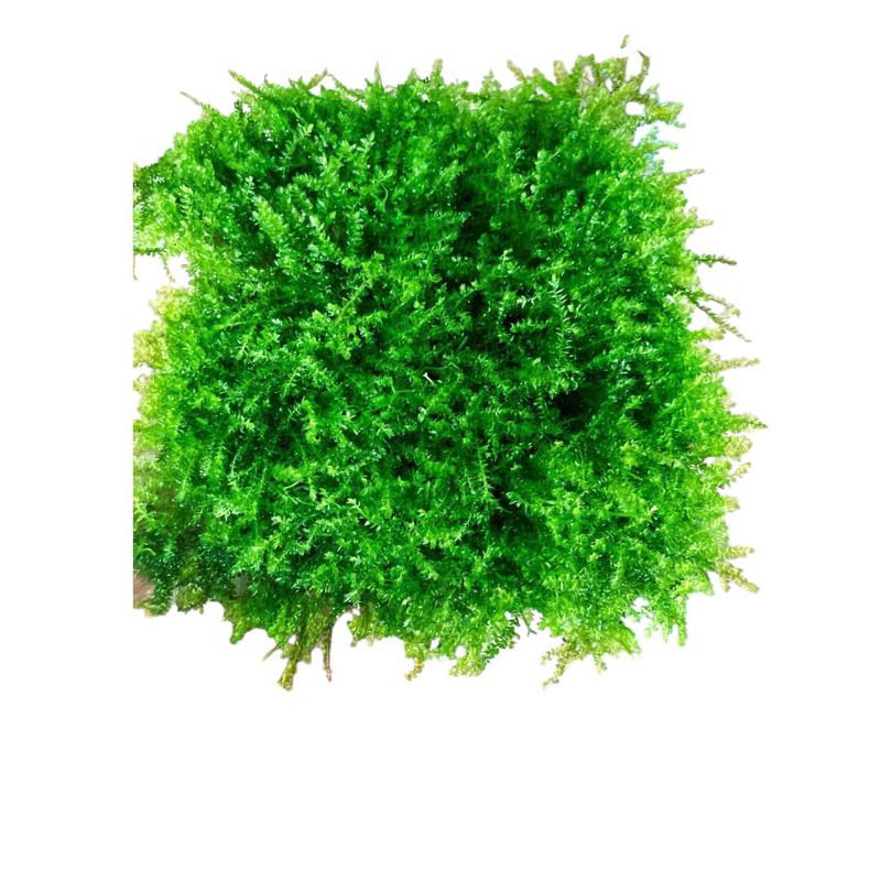 WeppingSing Moss - WeppingSing Moss - Aquaseed