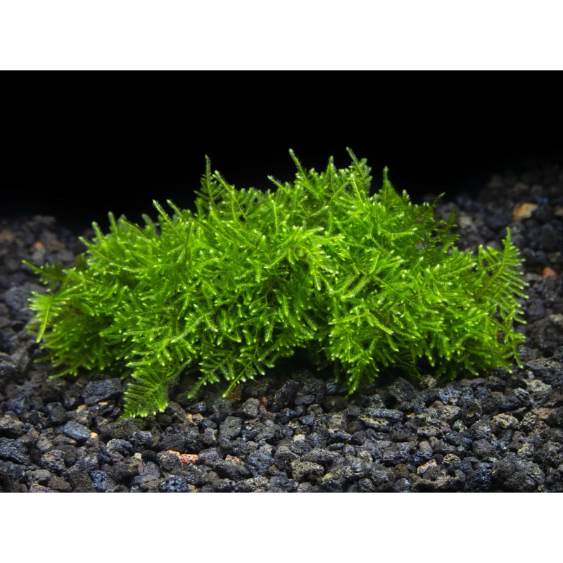 Christmas Moss - Xmas Moss - Aquatic Xmas Moss - Aquaseed