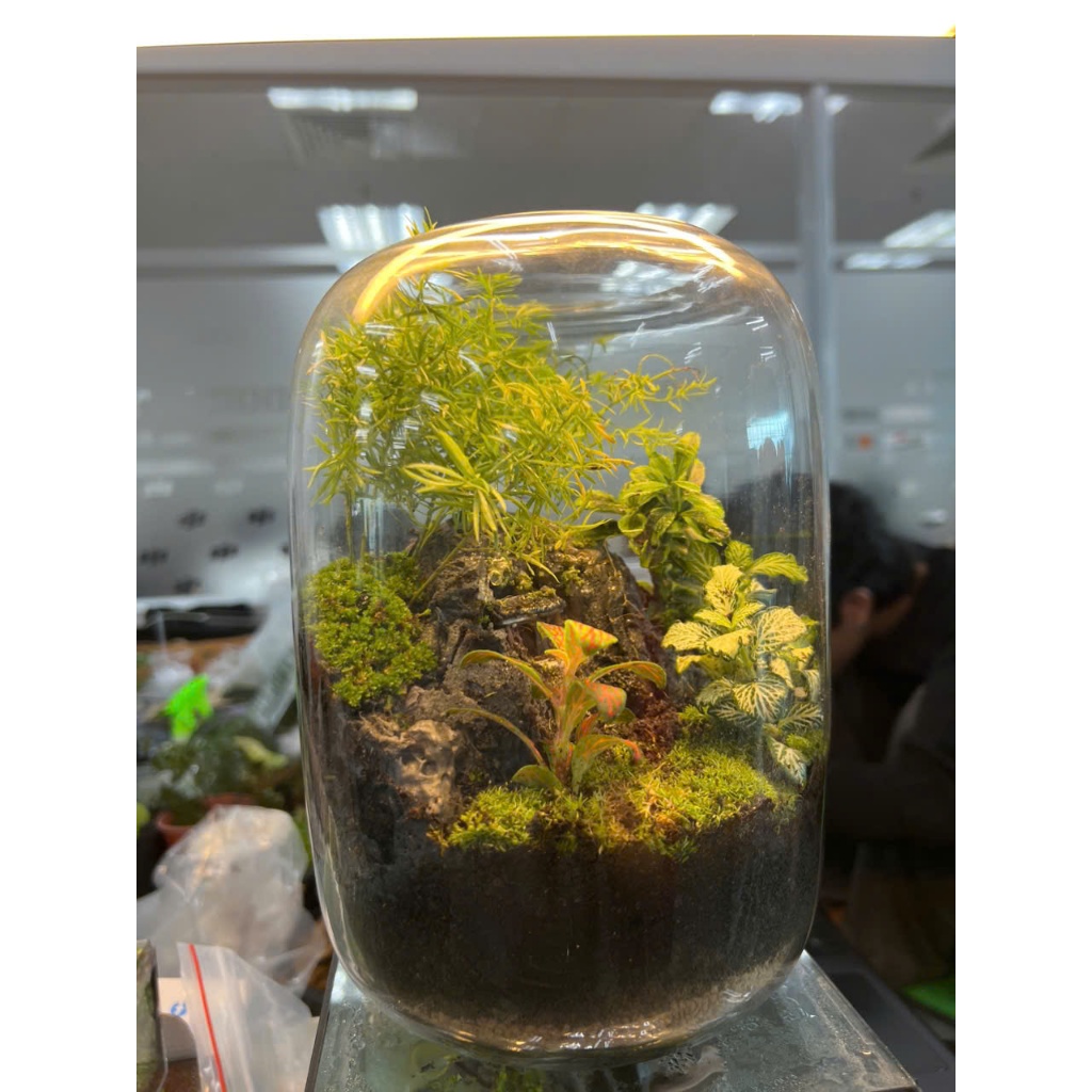 Terrarium " Non Bong Canthh Tinh "