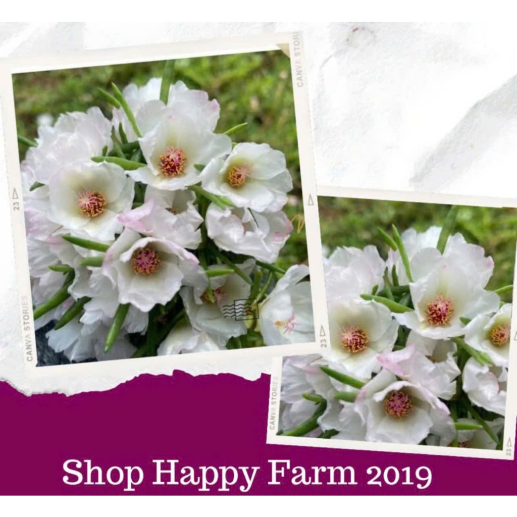 กระถางดอกไม้ Single Thai Ten Oclock สีขาว