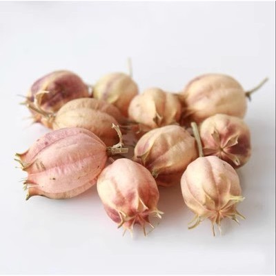 Nigella sativa ใช้ในแฮนด์เมด การจัดดอกไม้ศิลปะ สวนขวด ของจิ๋ว