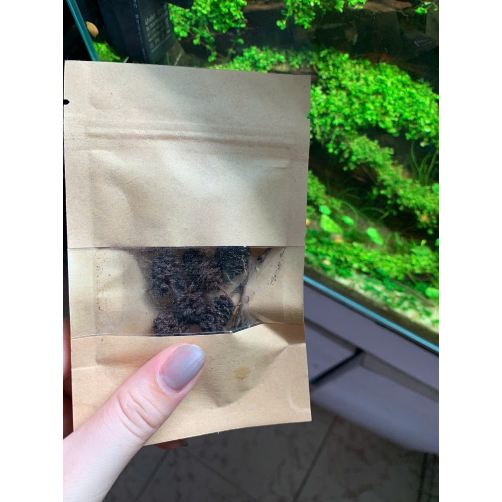 ALDER CONES สนแห้ง CONES (Erlezpanhen) สําหรับกุ้งตู้ปลา