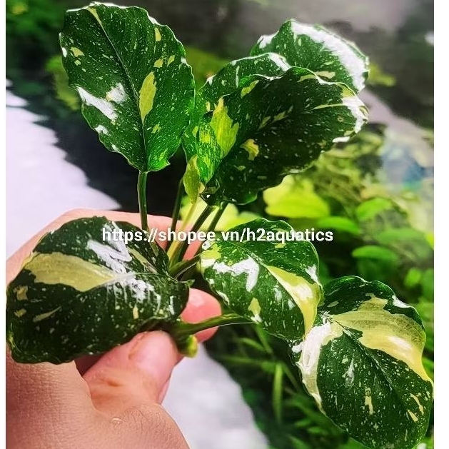 Cây ráy thủy sinh Anubias Var Classic gen chuẩn đẹp - Cây thủy sinh lá nước - H2 Aquatics