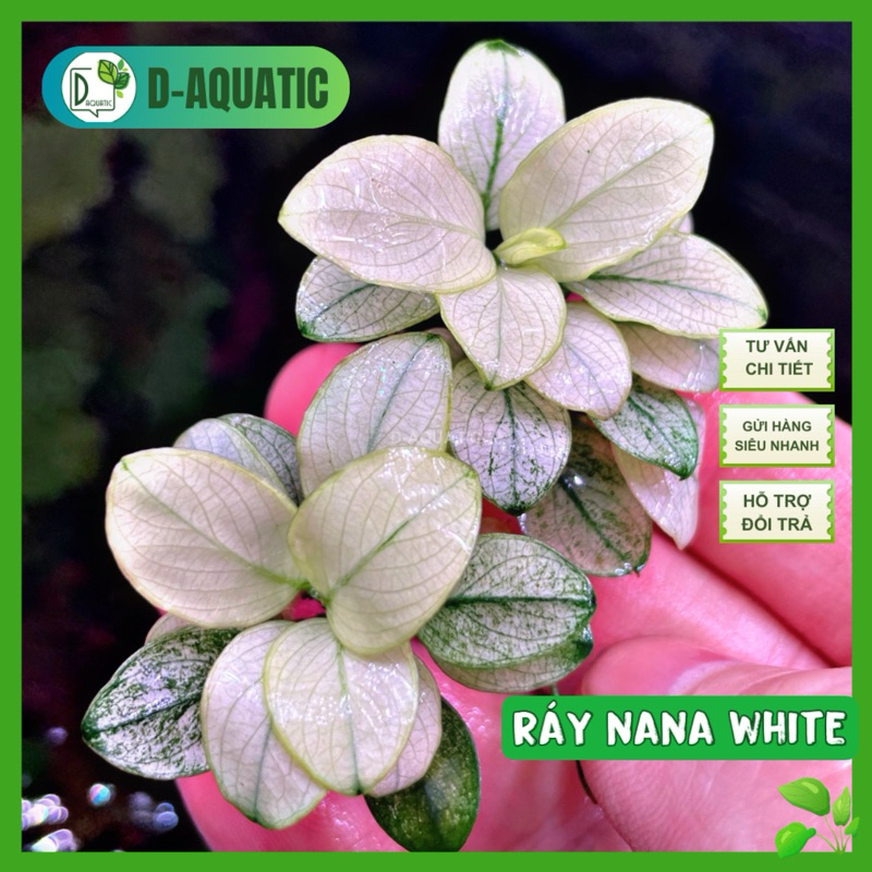Nana White - Anubias nana สีขาวสวยสุด ๆ จาก D-water พร้อมสติ๊กเกอร์ driftwood จุดเค้าโครง
