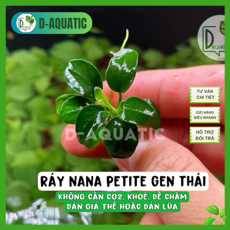 มาตราฐานไทยนานาตัวเล็กฟอร์ม-อัดกาวไม้ดริฟ-ไม่ง้อร่วม2ไม่ง้อปุ๋ย