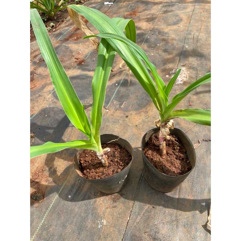 กระถางของ Crinum latifoliium