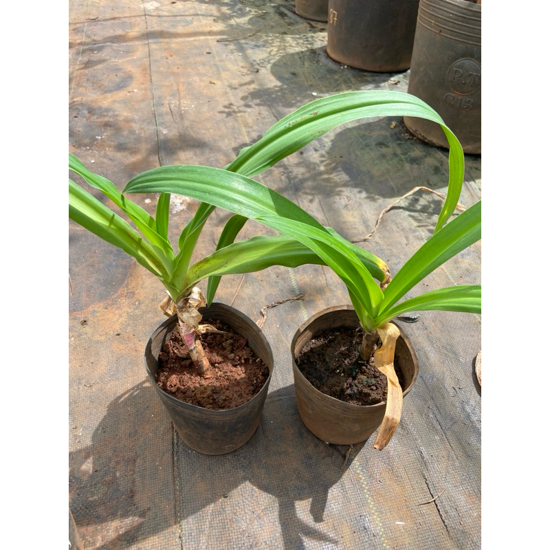 กระถางของ Crinum latifoliium