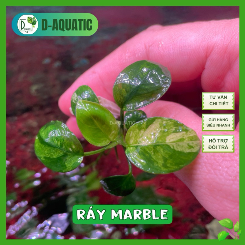 Marble viper - Anubias หินอ่อน viper - anubias viper สายที่ต้องมี