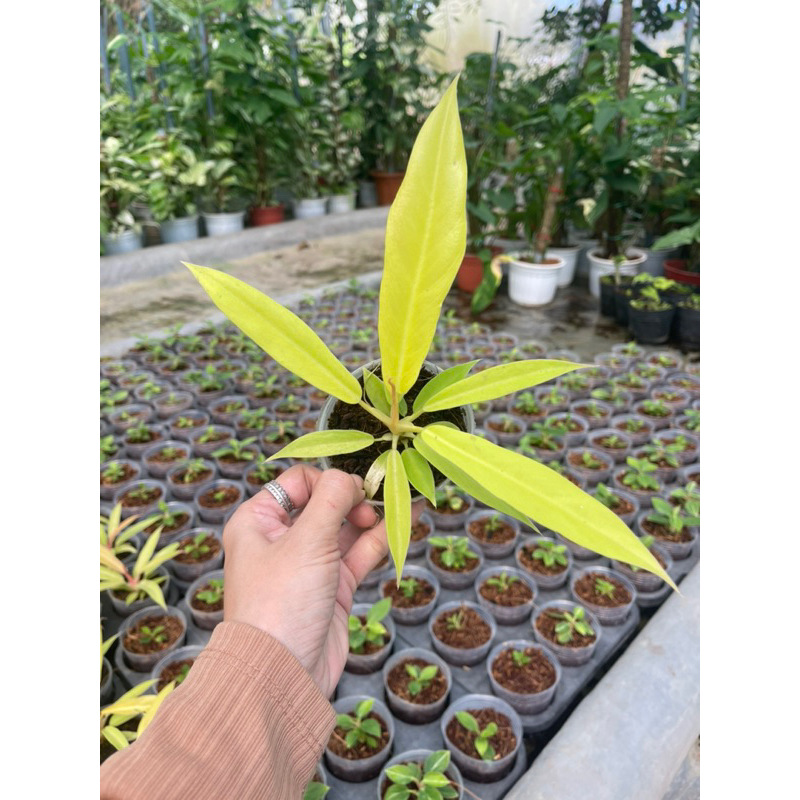 Ring Of Fire Gold Soft Pot