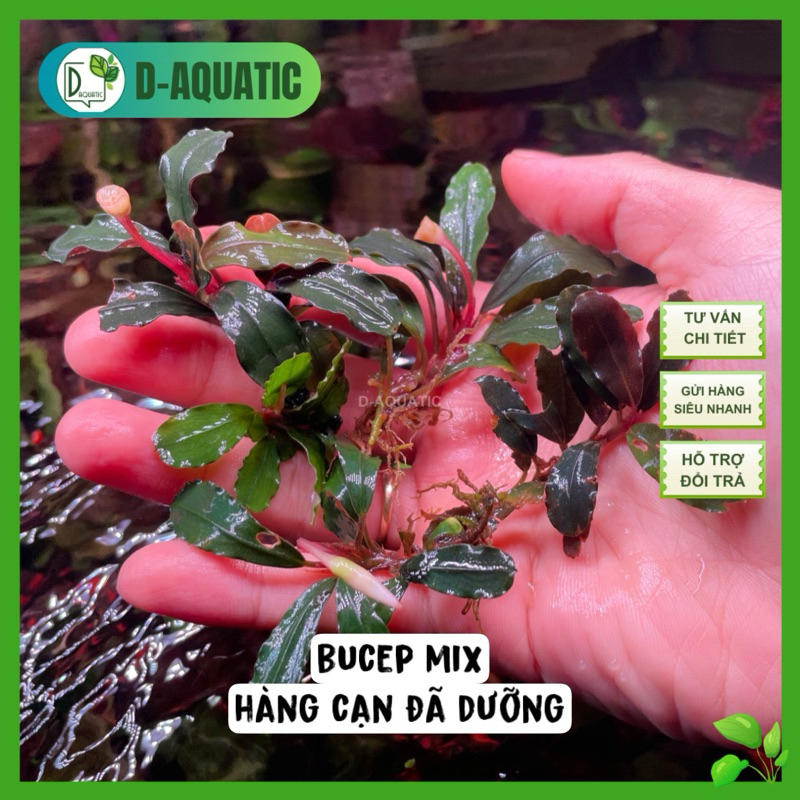 บูเซปตื้น บราวนี่ผสม, โบยัน, ลาน่าบดสินค้าตื้นติดกาวด้วยไม้ดริฟท์, ย่อย, รูปแบบธรรมชาติหรือป่า