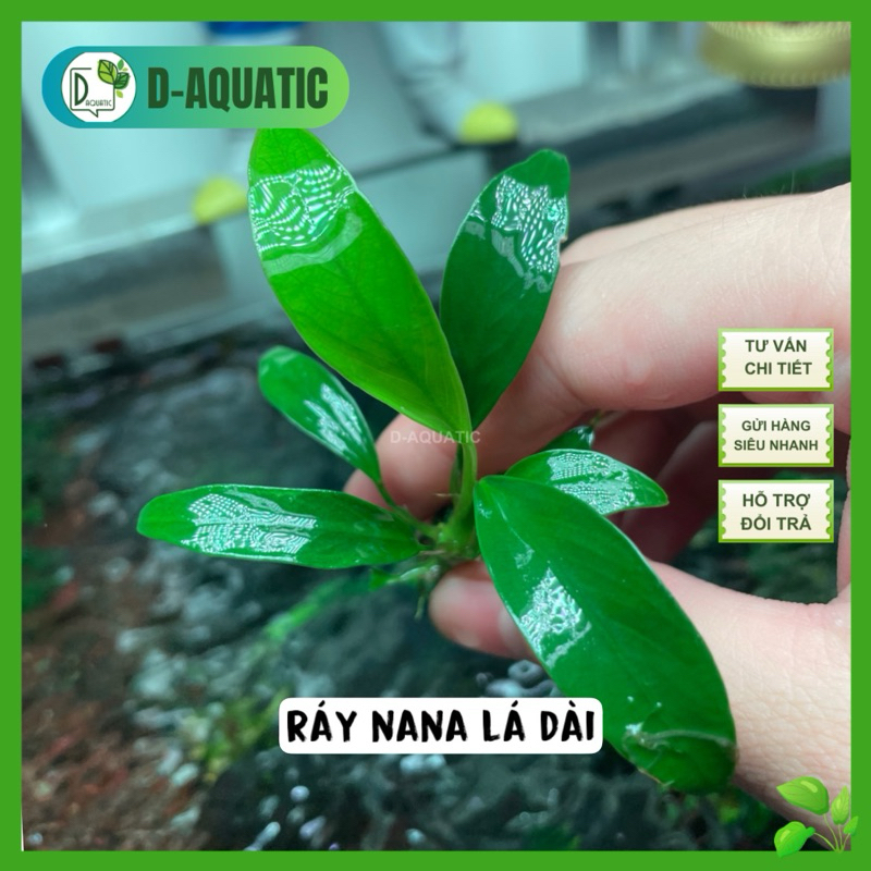 แว็กซ์ใบยาวขนาดเล็ก - anubias ขนาดเล็กเพื่อสุขภาพที่ไม่มี co2 ไม่ต้องใช้ปุ๋ย