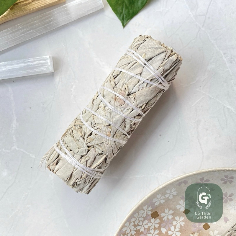 White Sage - Purifying Sage สมุนไพรอบบ้าน