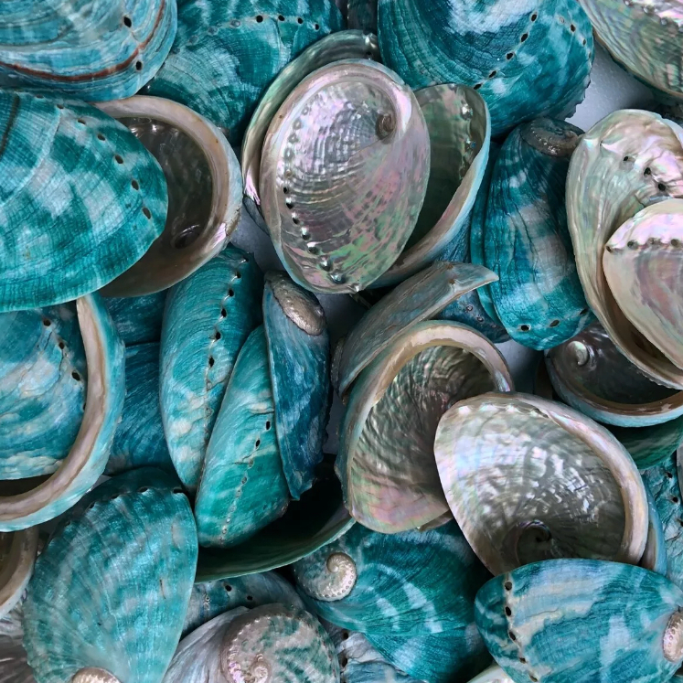 Tiger Abalone Shell - BATLOVENATURAL - เปลือกหอยทากตกแต่งหลายขนาด - เปลือกหอยทากที่สวยงาม - รูปที่ 6