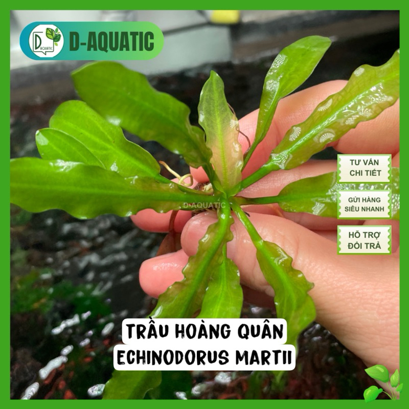 Hoang Quan พลู - พลู Martii ไม่ต้องใช้ CO2