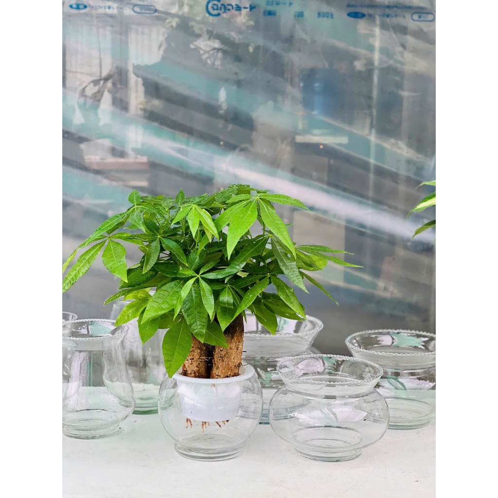 กระถางแก้วสําหรับพืชน้ํา - แจกันแก้วทรงกลมสําหรับปลูกพืชน้ํา ไฮโดรโปนิกส์ ตู้ปลาตั้งโต๊ะ
