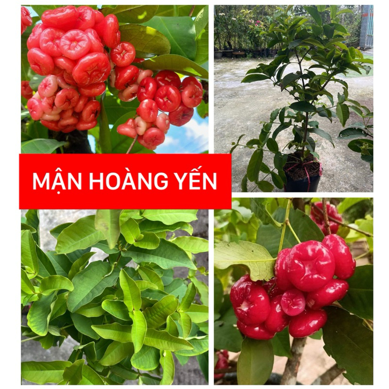 HOANG YEN PLUM SEED TREE, หม้อ C8, HEALTHY และ BEAUTIFUL TREE 50-70 ซม. HEIGHT