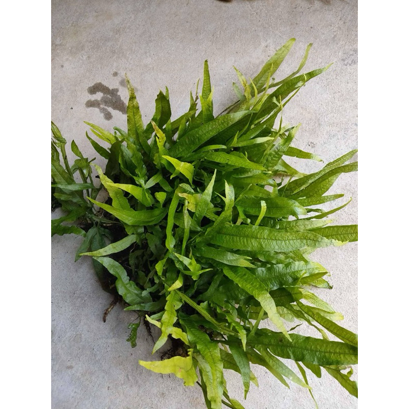 เฟิร์นชวาตกแต่งตู้ปลาแบบไม่มี co2