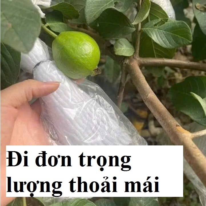 FOAM BAG 16CM 1KG (โฟม - ยางยืด - NILON) ราคา FACTORY