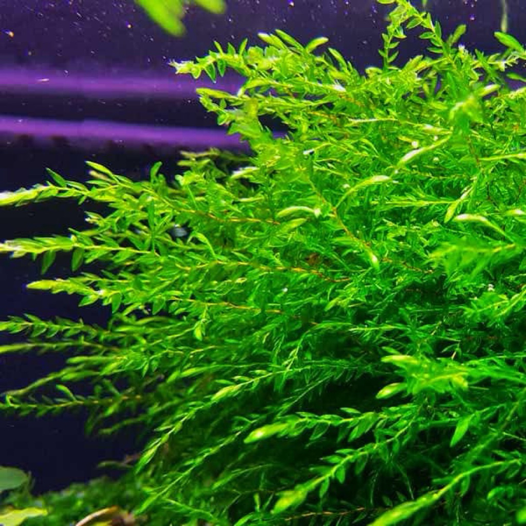 Fonalis antipyretica (Willow Moss) - Aquatic Moss - AquaSeed