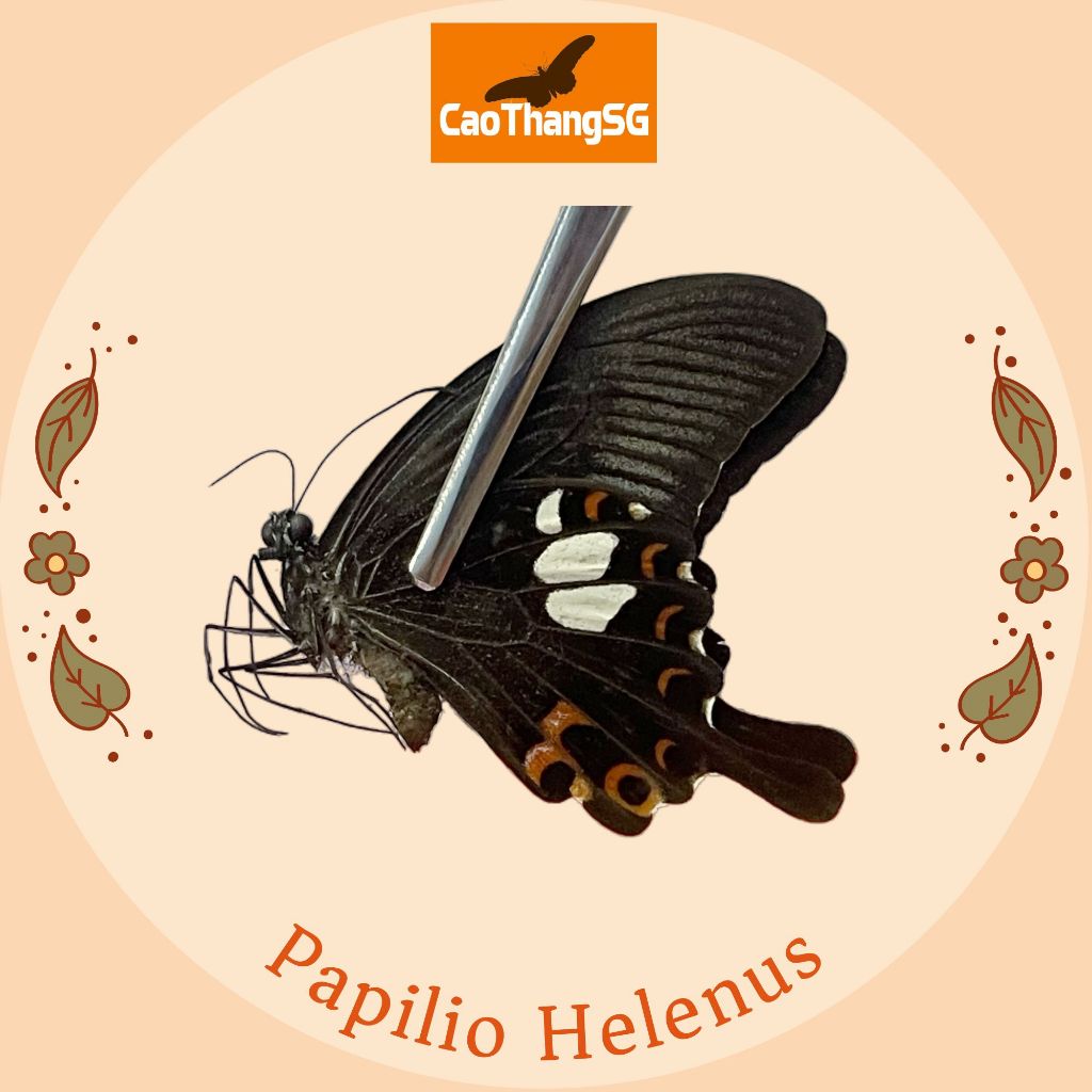 Papilio Helenas - Papilio Helenus