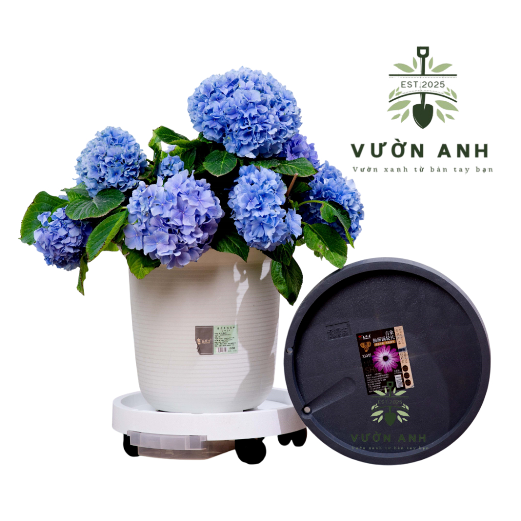 FLOWER POT BASE พร้อมล้อ MOVING หลาย - ENGLISH GARDEN