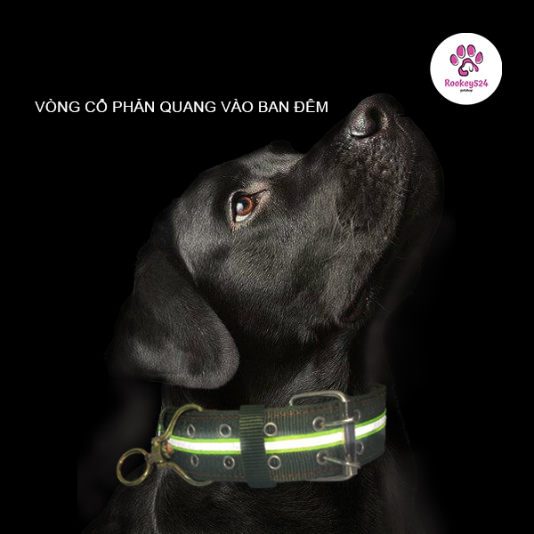 (5P สะท้อนแสง) สร้อยคอสะท้อนแสงขนาด 4 ชั้น 5 นิ้วหลากสีสําหรับ PET จาก 30KG-50KG