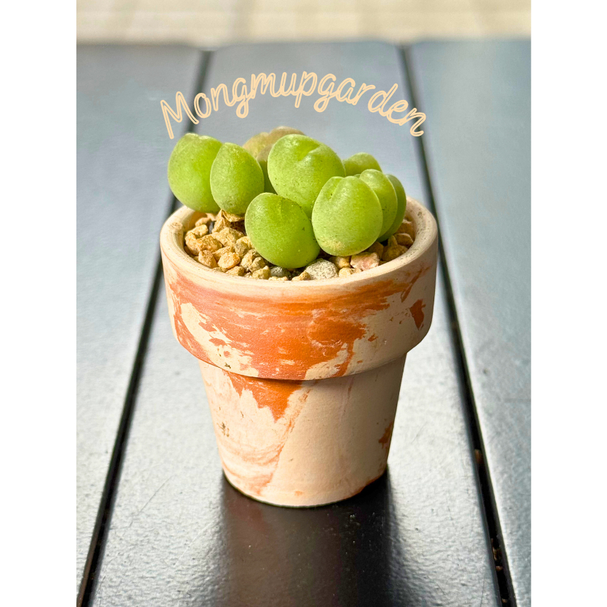 [เฉพาะเรือพืช] 1 Pilokids-conophytums mini Pilosulum พุ่มบัว