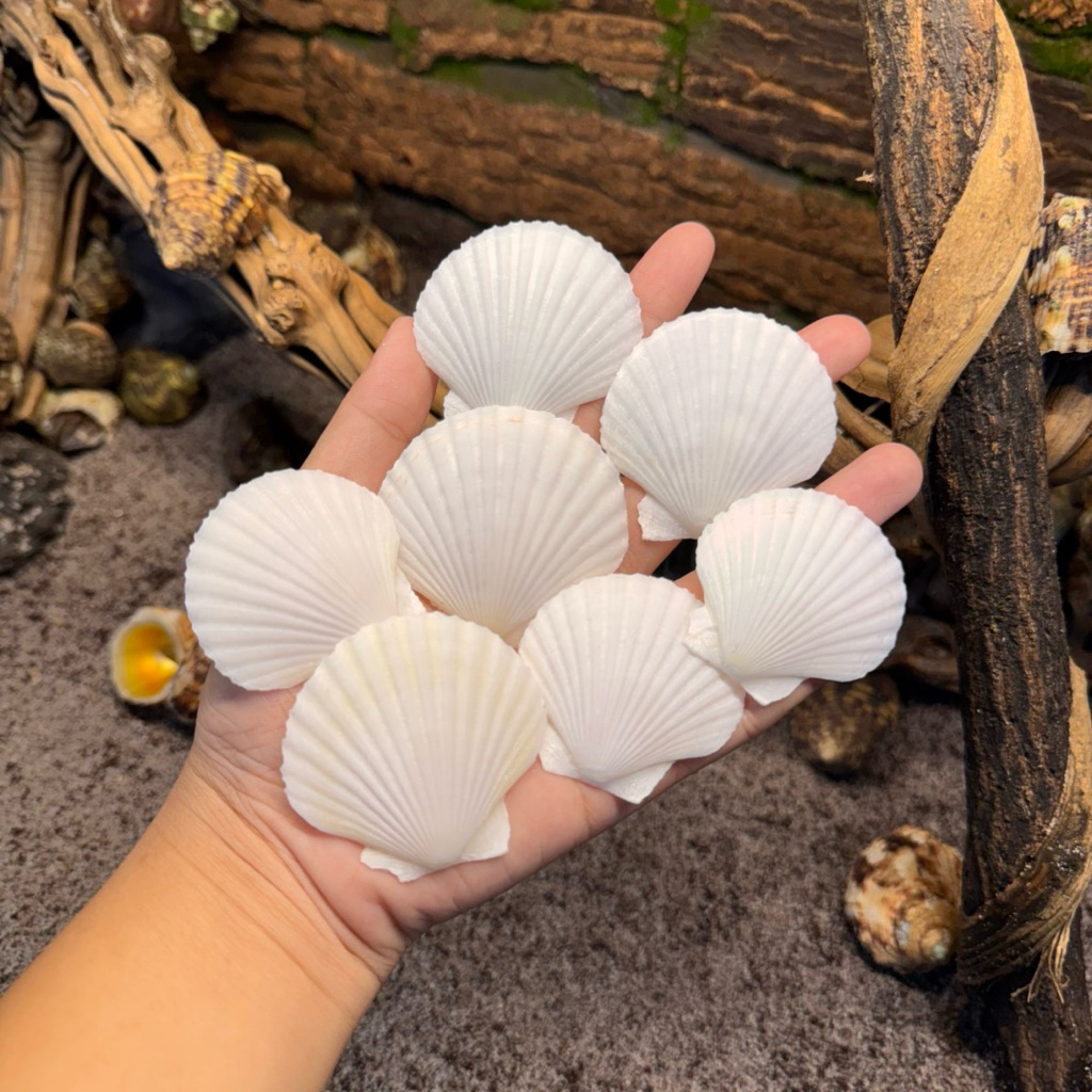 หอยเชลล์สีขาว ถุง 100 กรัม ทําความสะอาดและศิลปะการต่อสู้ผ่านกรรมวิธีใช้สําหรับของทํามือและตกแต่งภูมิทัศน์ขนาดเล็ก