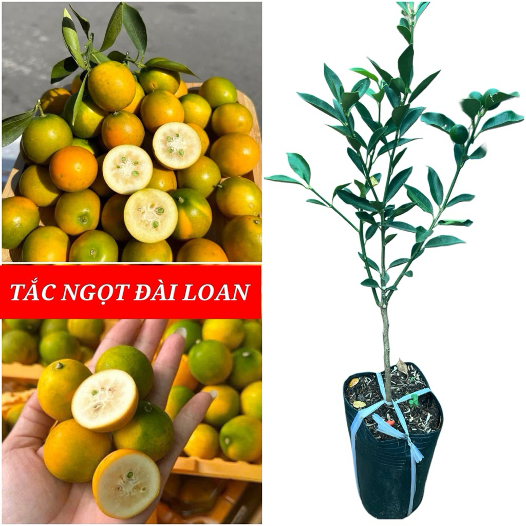 (FRUIT AVAILABLE) TAIWAN SWEET TAC TREE F1 VARIETY - FRUIT SWEET WHOLE - ไม้ผลทาบกิ่งล่วงหน้า