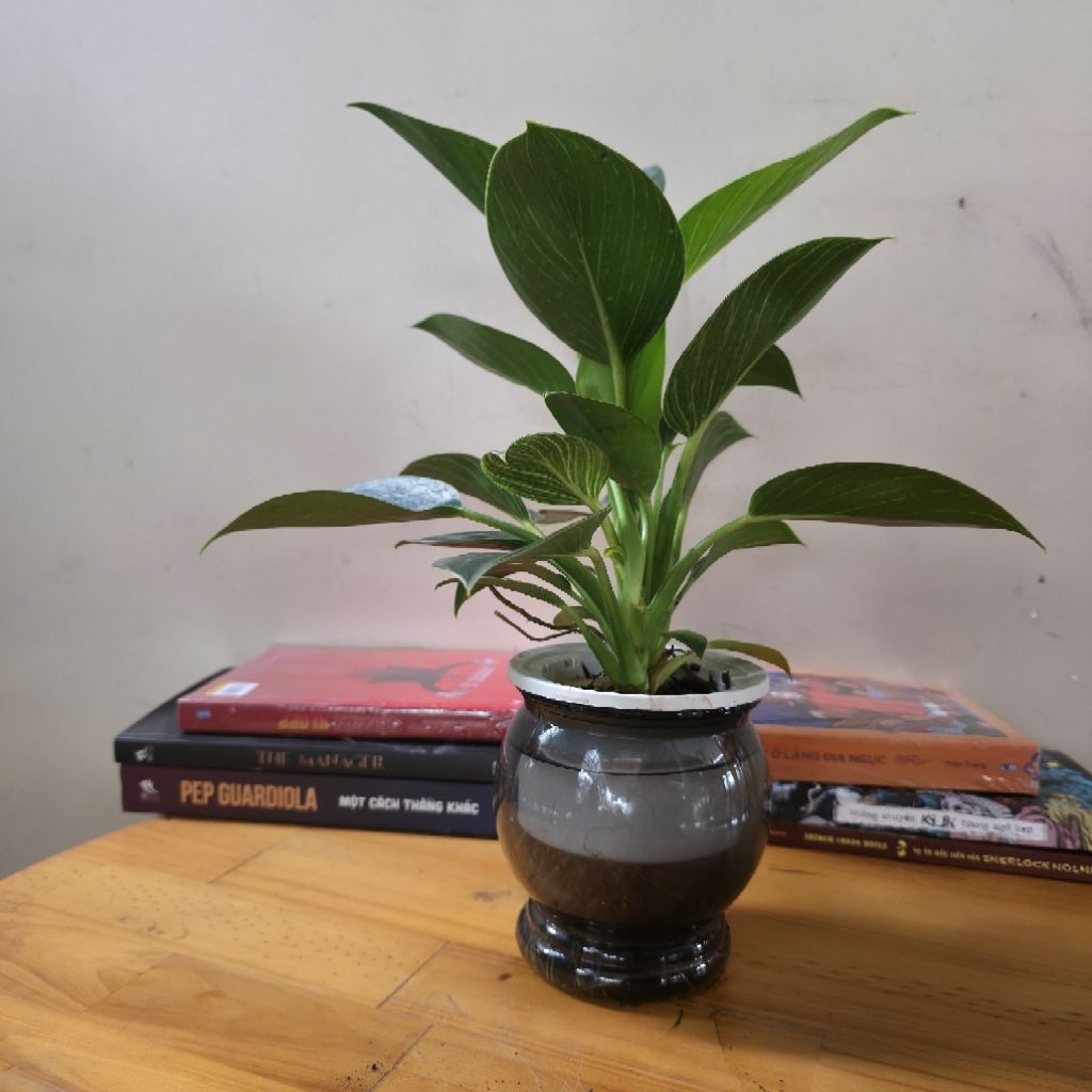 Aquatic Imperial Plant – ของตกแต่งโต๊ะทํางาน นั่งเล่นน้ํา ดูแลน้อย