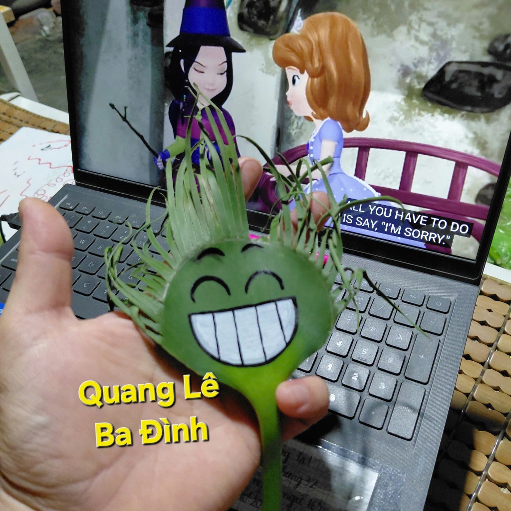 ใบ duckweed 20 ใบทําสีขนาด Quang Le Ba Dinh