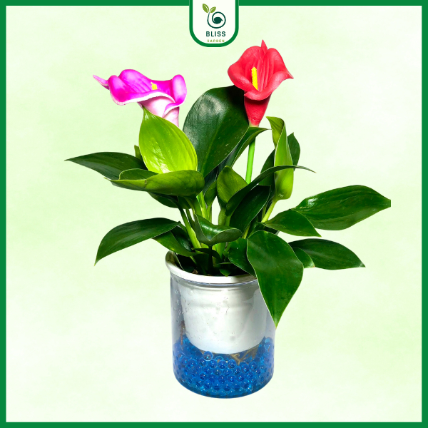 Aquatic Green Imperial Betel Plant สําหรับโต๊ะ ปลูกง่าย และดูแลง่าย