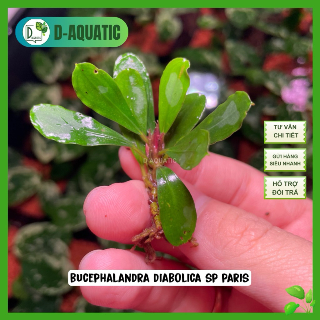 Bucephalandra Diabolica sp Paris สวยเป็นพิเศษและแห้งง่าย