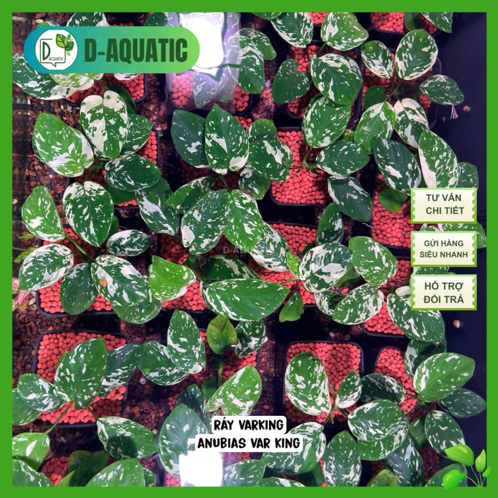 Var King ขนาดเล็ก - Anubias Varking แตกต่างกันขนาดใหญ่