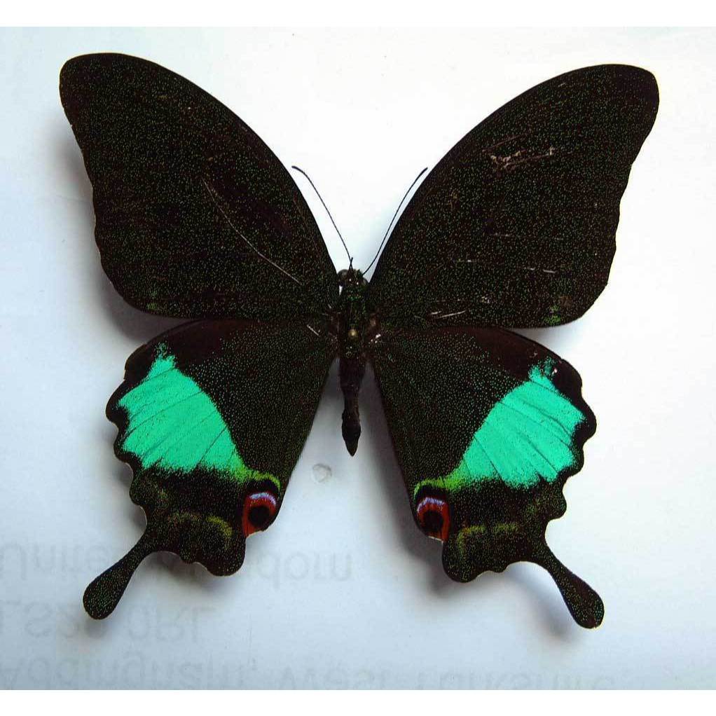 Papilio karna specimen ผีเสื้อ - specimen ผีเสื้อหยาบ