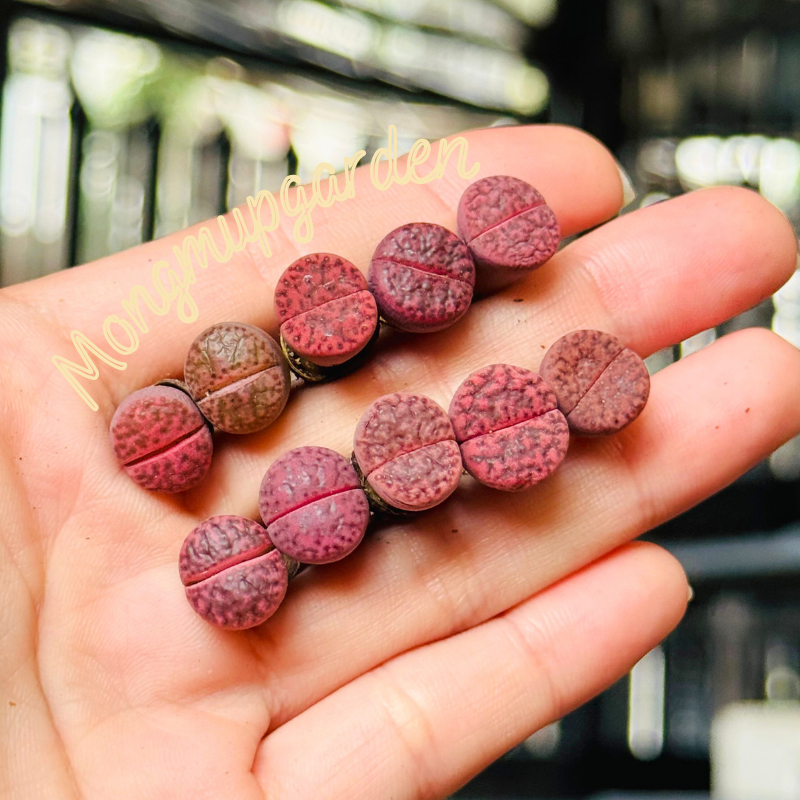 [เฉพาะค่าส่งพืช] ดอกบัวไลทอปส์สีชมพูเข้ม 1 เส้น สาย บรอมฟิลด์ ประวัติย่อ Embers C393A