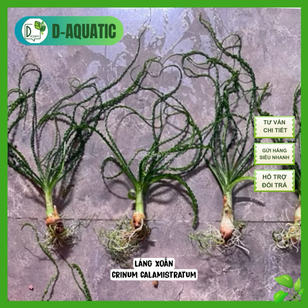 ยาขัดบิดไซส์เล็ก - Crinum salamistratum - เต็มไปด้วยใบน้ําขนาดใหญ่ แข็งแรง