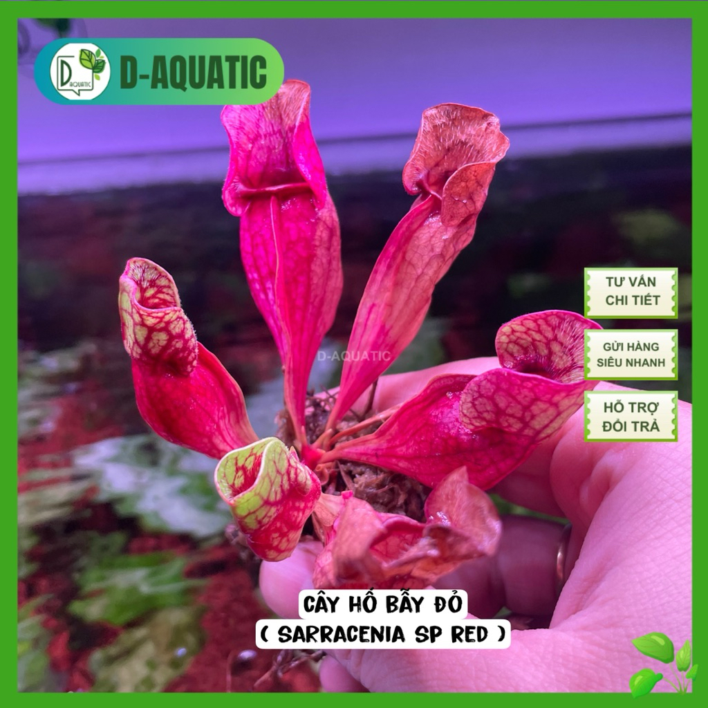 Sarracenia sp red - ของสะสมสําหรับบ่อน้ํากึ่งขวด สวนสาธารณะ