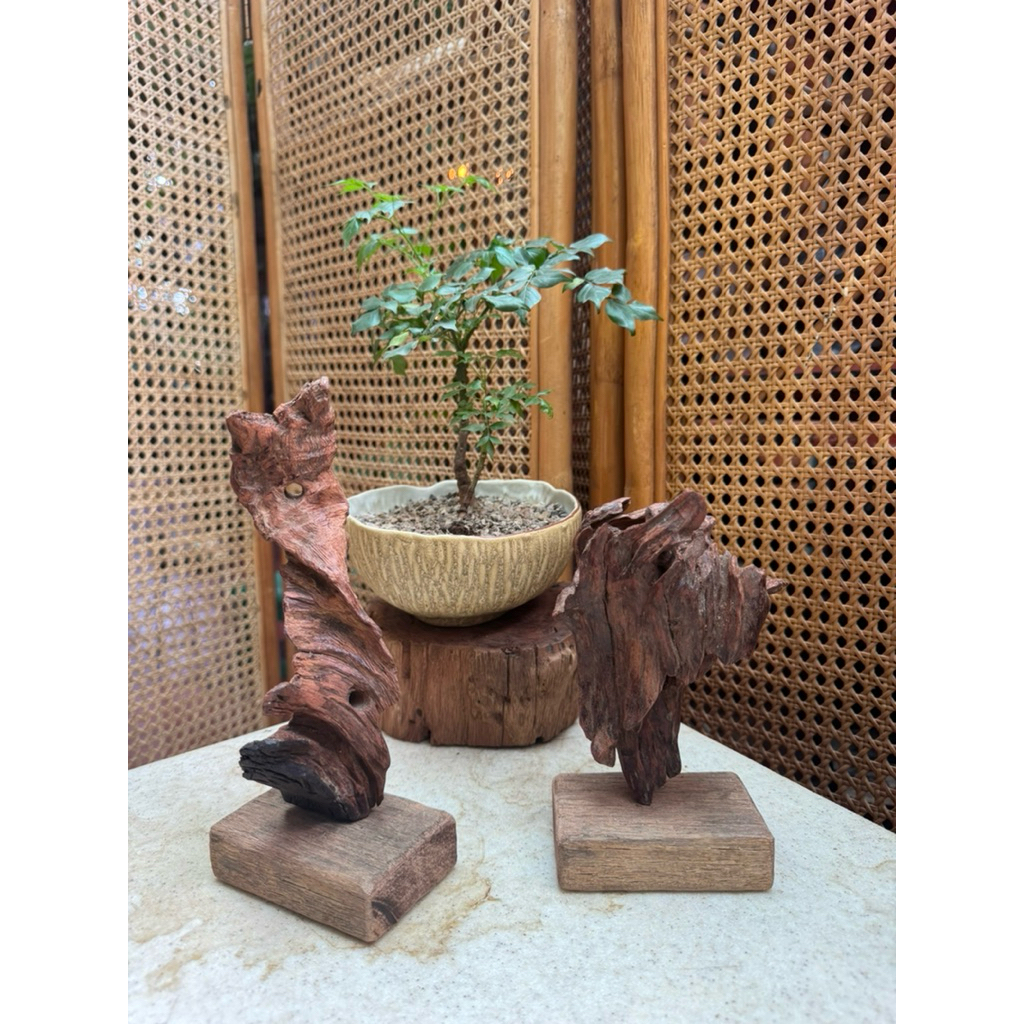 MI15 - Mini Driftwood, Grafted Driftwood, Driftwood ขนาดเล็ก